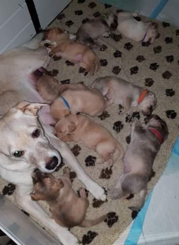 Labrador X Puppies for adoption Image eClassifieds4u