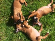 LOVELY Red White BOXER Dogs pups ready now Image eClassifieds4u 3