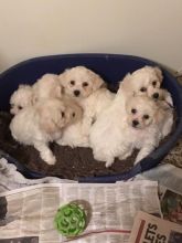 Adorable CKc Reg Bichon Frise Puppies Ready Here!!!Boys and Girls...226-499-6031 Image eClassifieds4u 2
