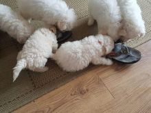 Adorable CKc Reg Bichon Frise Puppies Ready Here!!!Boys and Girls...226-499-6031 Image eClassifieds4u 4