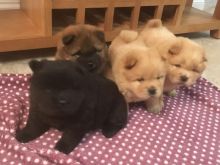 Healthy Fluffy Chow CHow Puppies Available Now (226)-499-6031 Image eClassifieds4u 3