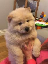Healthy Fluffy Chow CHow Puppies Available Now (226)-499-6031 Image eClassifieds4u 4