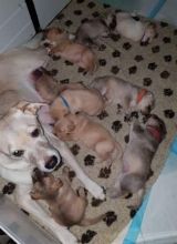 Labrador X Puppies for adoption Image eClassifieds4u 3