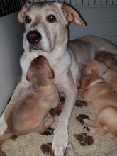 Labrador X Puppies for adoption Image eClassifieds4u 4