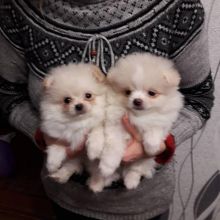 Loyal Pomeranian Puppies For Adoption Image eClassifieds4U