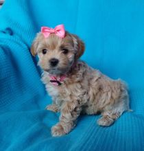 Maltipoo babies ready for their forever home***males and females, home raised**(226)-499-6031 Image eClassifieds4u 2