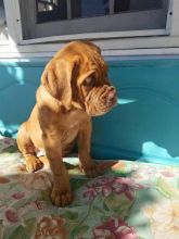 Quiet Dougue De Bordeaux Puppies For Adoption Image eClassifieds4U