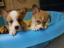 Worthy Pembroke Welsh Corgi Puppies For Adoption Image eClassifieds4U