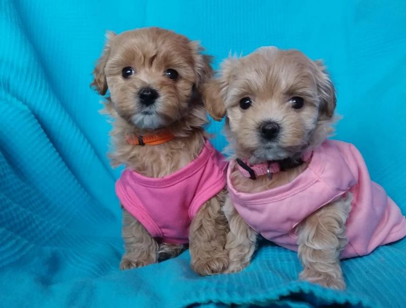 Maltipoo babies ready for their forever home***males and females, home raised**(226)-499-6031 Image eClassifieds4u