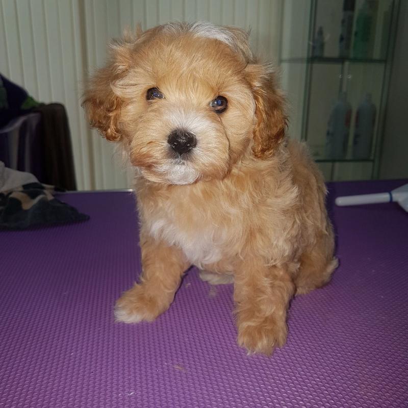 Maltipoo babies ready for their forever home***males and females, home raised**(226)-499-6031 Image eClassifieds4u