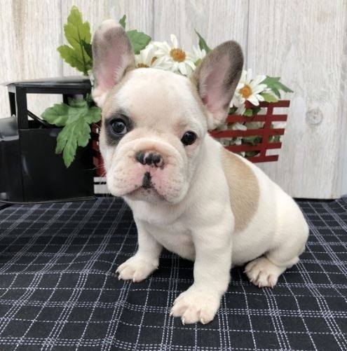 Responsive French Bulldog Puppies For Adoption Image eClassifieds4u