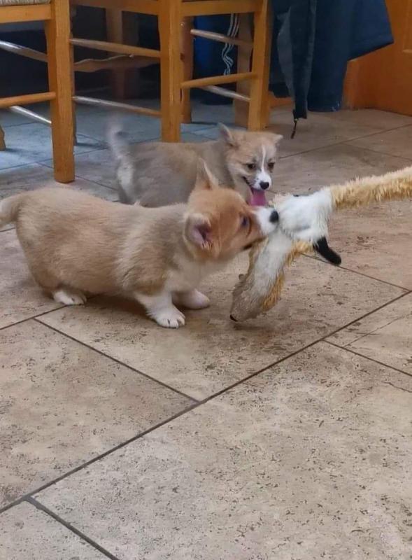Stunning Cute Pembroke Welsh Corgi puppies Ready now Image eClassifieds4u