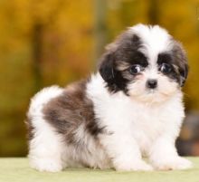 Adorable Shih Tzu Puppies For Re-Homing