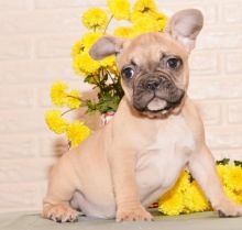 Affectionate French Bulldog Puppies For Adoption