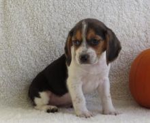Amazing Akc Beagle Puppies For Re-Homing