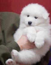 Gorgeous Samoyed Puppies For Adoption