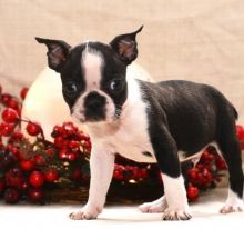 Lovable AKC Reg Boston Terrier Puppies For Adoption