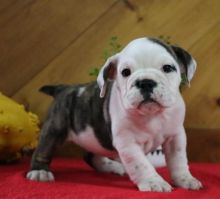 Magnificient Akc English Bulldog Puppies