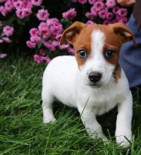 Priceless Jack Russell Terrier Puppies For Re-Homing