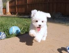 Adorable male and female Maltese Puppies.