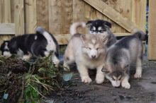 Alaskan Malamute puppies