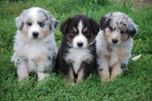 Australian Shepherd puppies