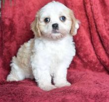 Cavachon puppies