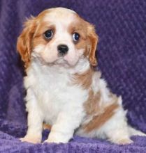 Cavalier King Charles puppies