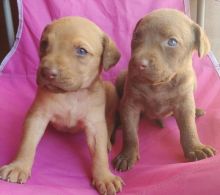 Chesapeake Bay Retriever puppies