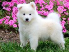 Cute Samoyed puppies