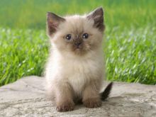 Cute Siamese kittens available