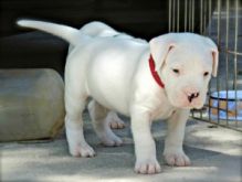 Dogo Argentino puppies