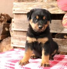 Energetic Rottweiler Puppies Available For Adoption