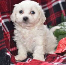 Havanese puppies