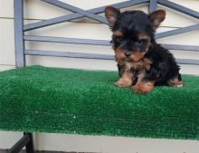 male and female Yorkshire terrier puppies