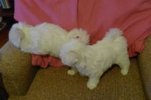 Maltese puppies