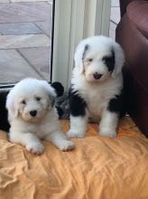 Old English Sheepdog puppies