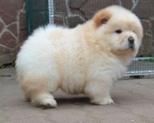 Outstanding Male and Female Chow Chow Puppies-Oakville