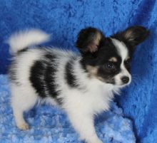 Papillon puppies