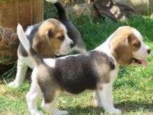 Super adorable Beagle puppies.