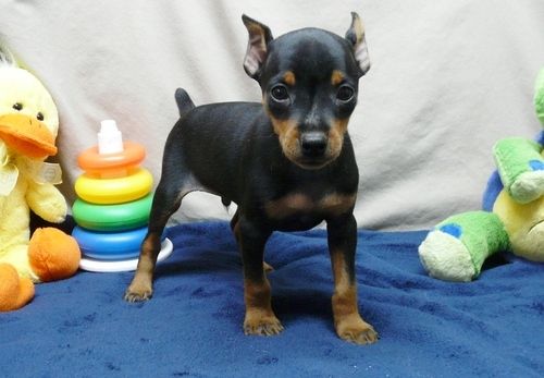 5 beautiful Miniature Pinscher puppies. Image eClassifieds4u