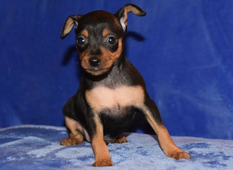 5 beautiful Miniature Pinscher puppies. Image eClassifieds4u