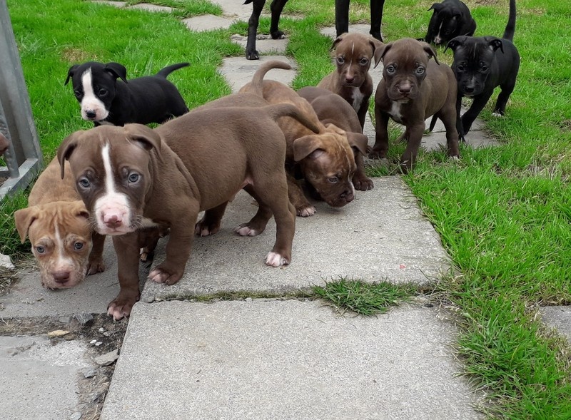 American Pitt Bull Terrier puppies Image eClassifieds4u