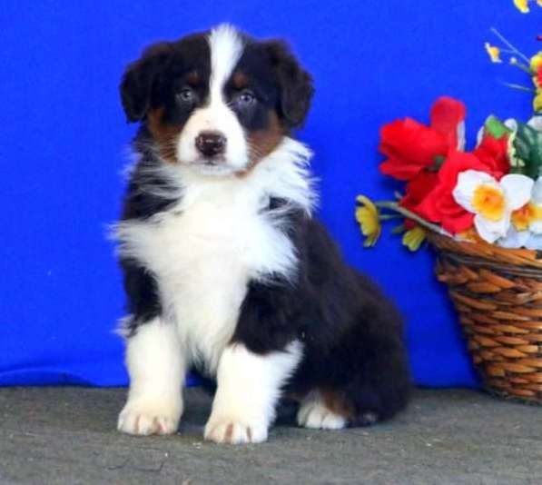 Australian Shepherd puppies Image eClassifieds4u