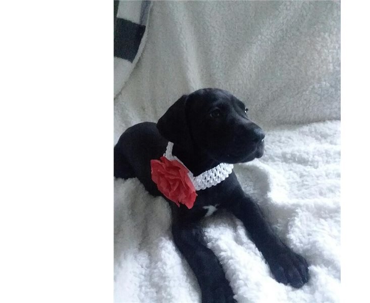 Beautiful male and female Graet Dane puppies Image eClassifieds4u