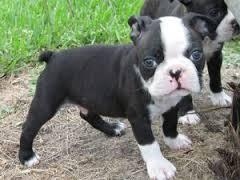 Boston Terrier puppies Image eClassifieds4u