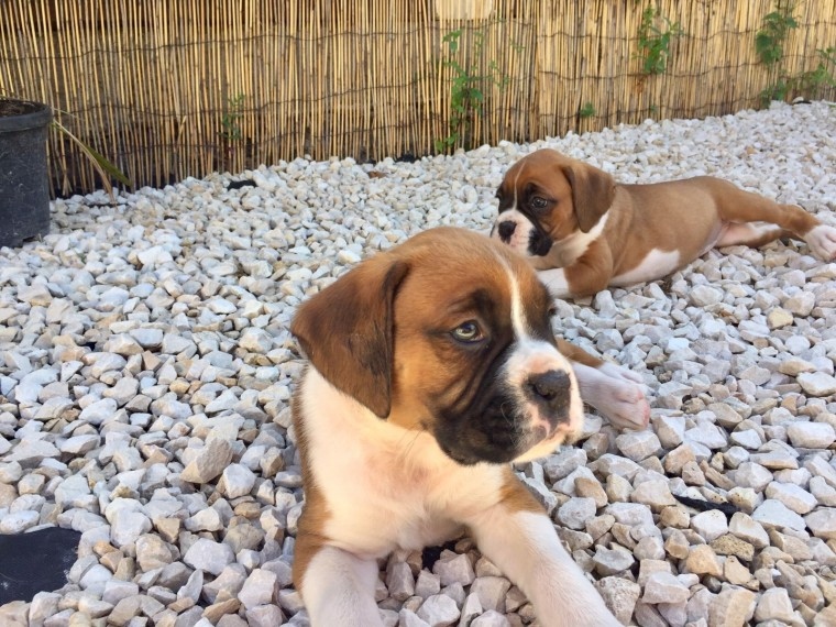 Boxer puppies available for sale. Image eClassifieds4u