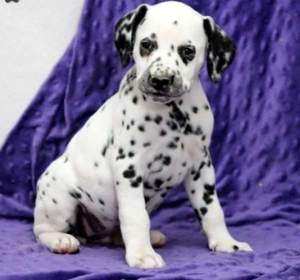 Dalmatian puppies Image eClassifieds4u