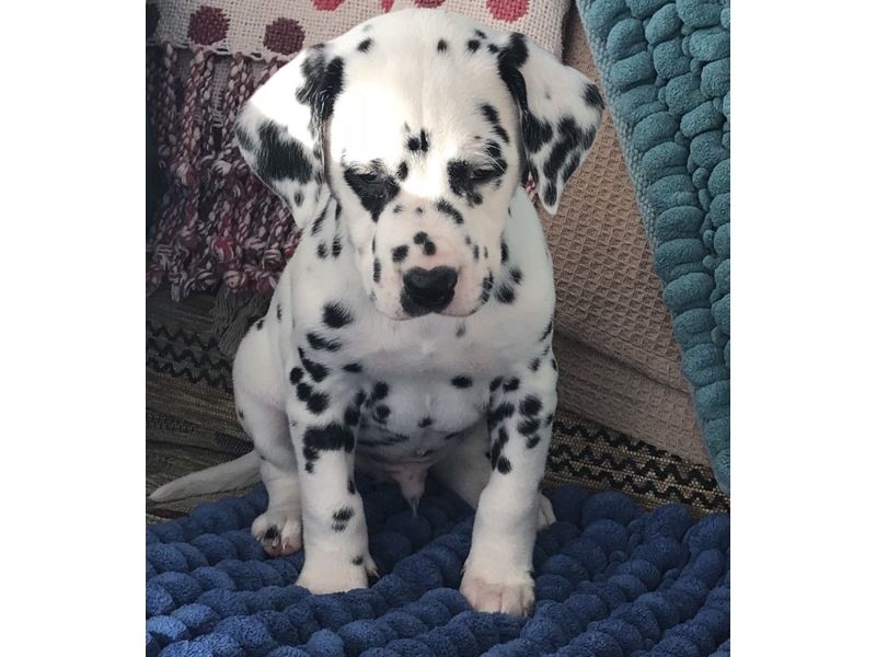 Dalmatian puppies Image eClassifieds4u