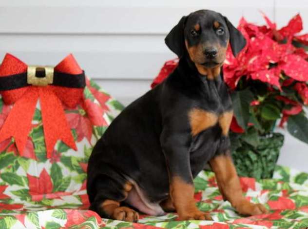 Doberman puppies Image eClassifieds4u